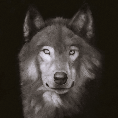 Prints (Drawings)
