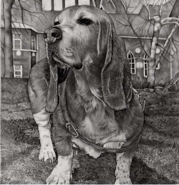 Basset Hound Drawing