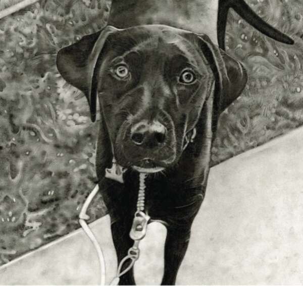 Black Lab Drawing
