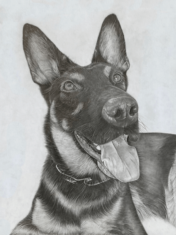 German Shepherd Drawing