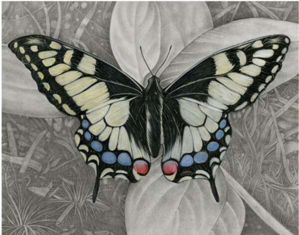 Butterfly Drawing