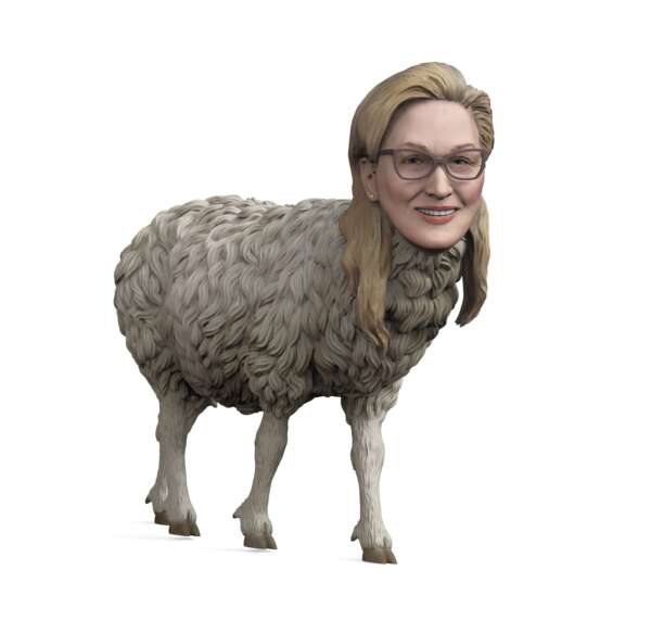 Meryl Sheep